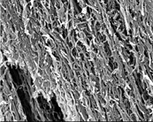 取向性多壁碳納米管JCAMT-98-11-40，JCAMT-95-16-60（Oriented Carbon Nanotubes,O-CNTs）